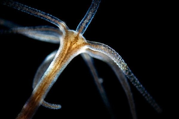 Замена hydra